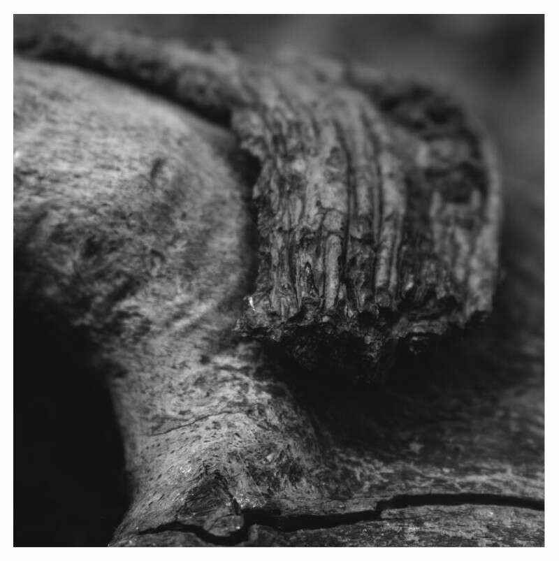 Bark of a fallen Tree - Closeup