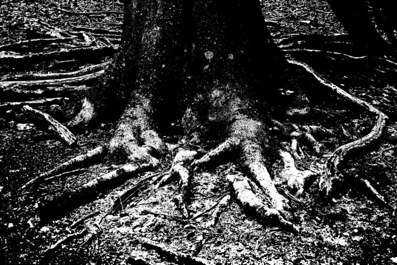 Roots